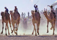 Camel race - Dubai
