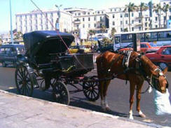 Alexandria Raml station - horse carriage