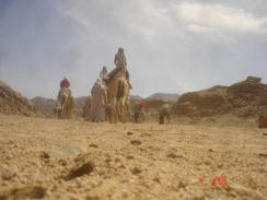 camel desert safari