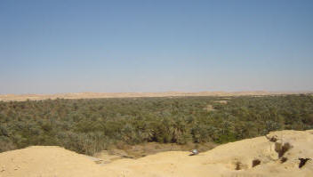 Palm trees in Siwa